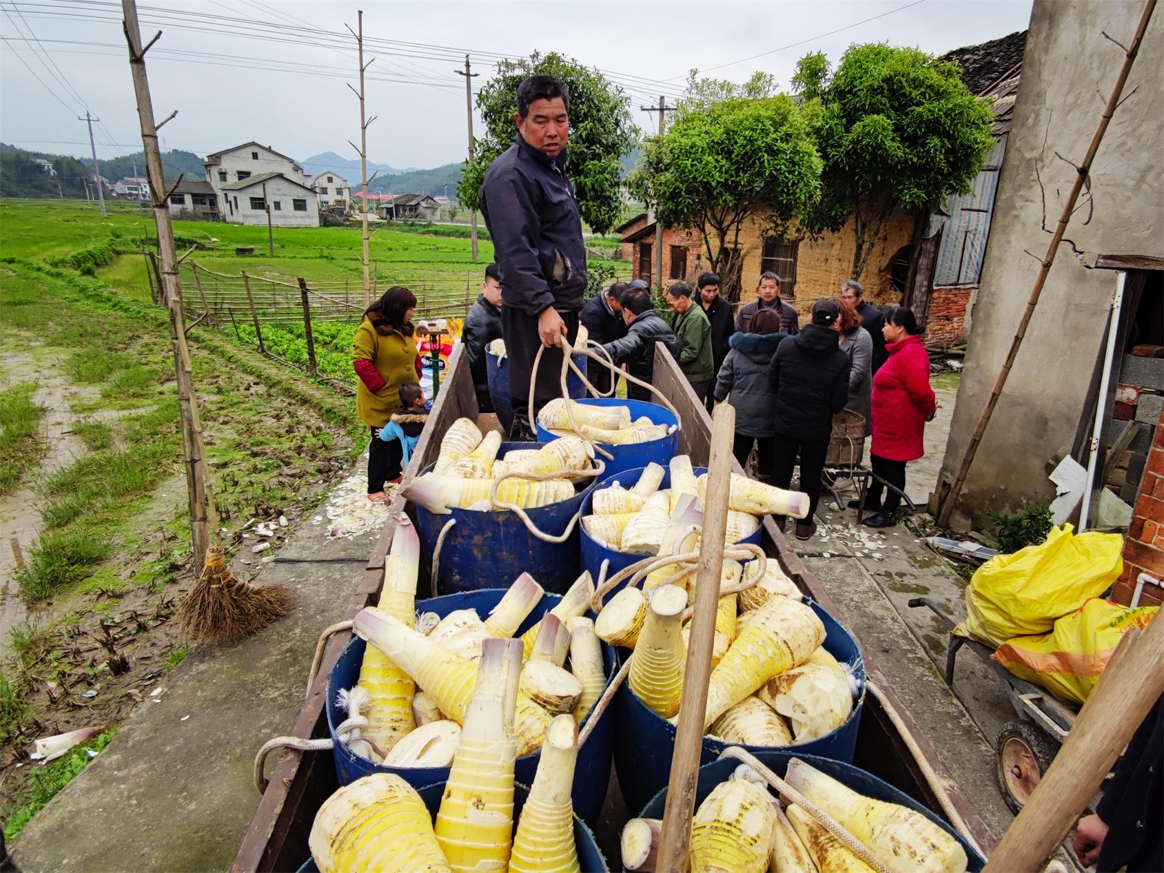 桃花江镇大华村,破土而出的春笋长势喜人,村民们纷纷走进竹林采挖春笋